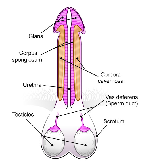Penis / Hoden Diagramm
