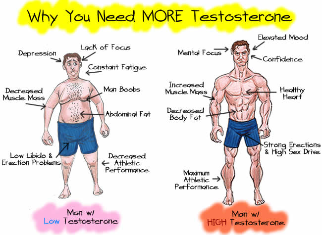 La transformación de la testosterona